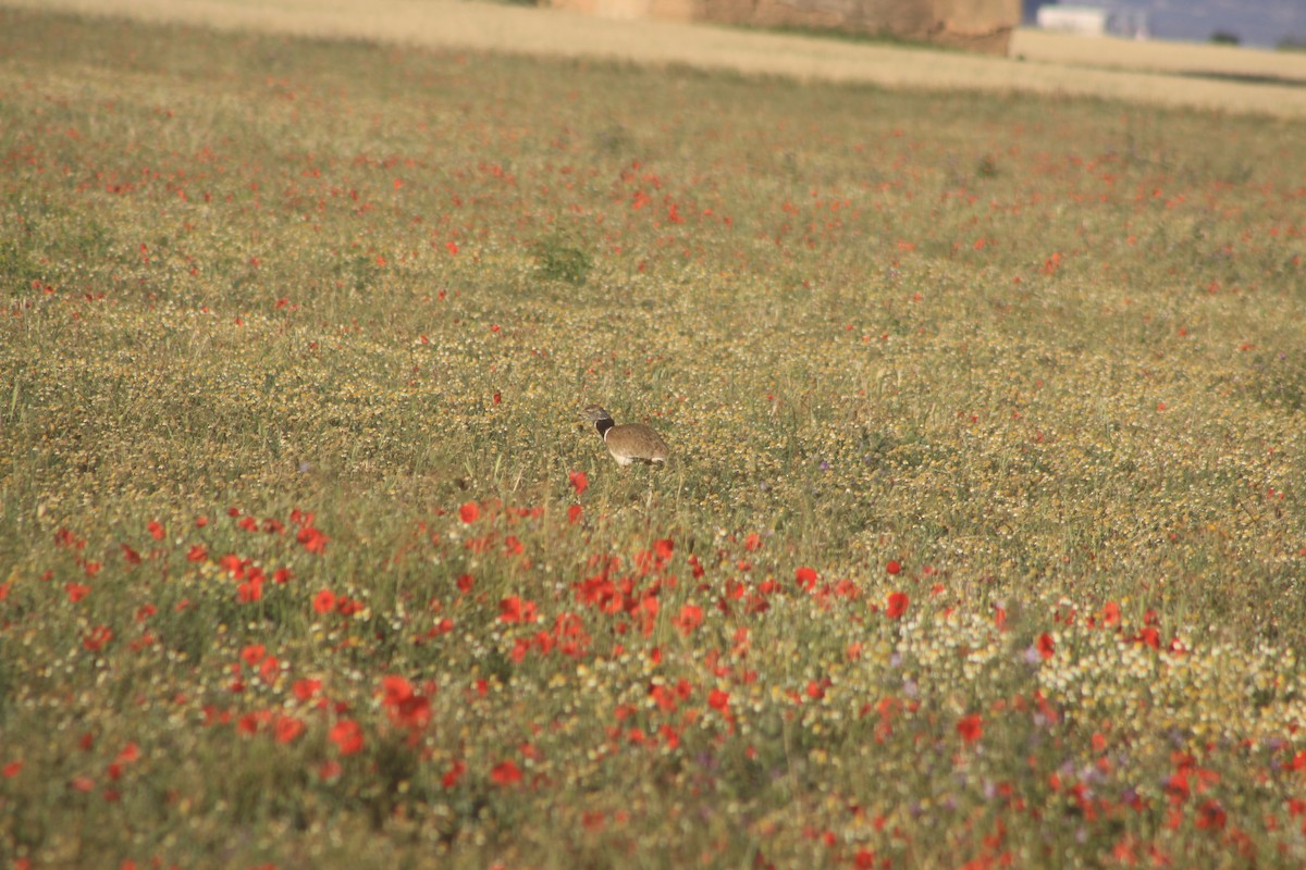 Little Bustard - Arnau Pedrocchi