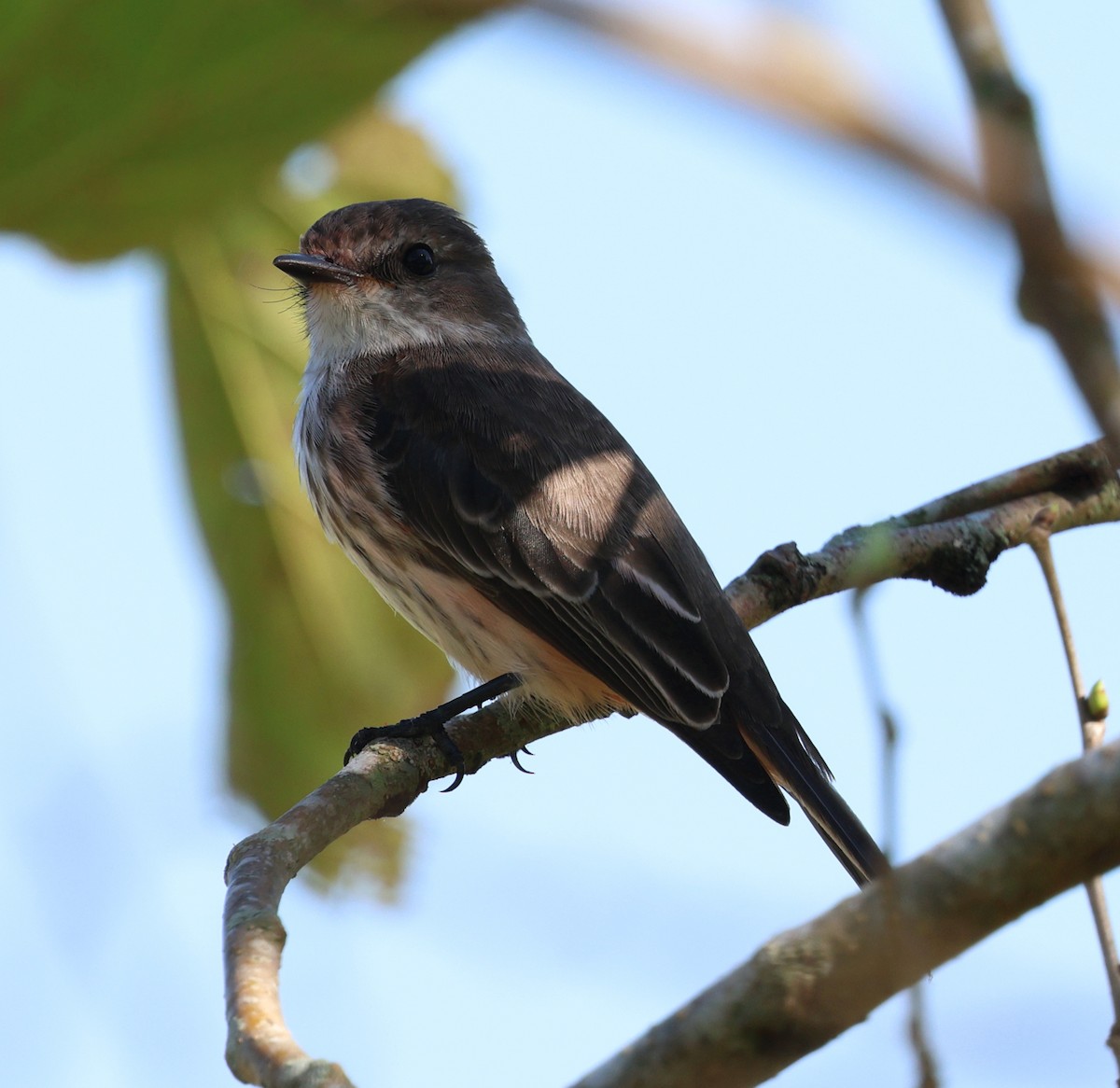 Vermilion Flycatcher - Miguel Podas