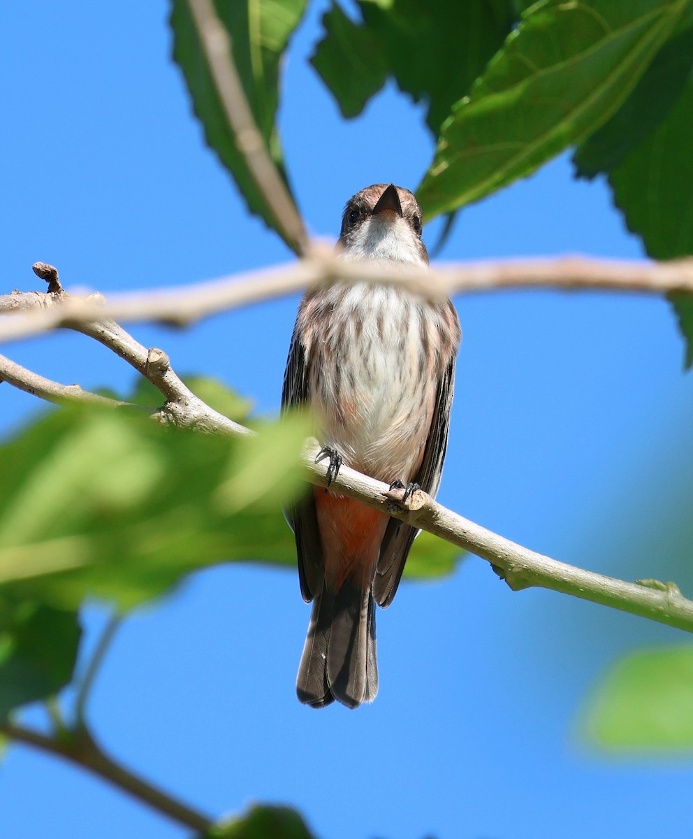 Vermilion Flycatcher - Miguel Podas