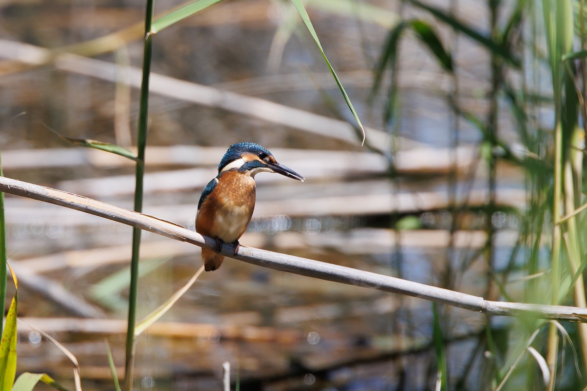 Common Kingfisher - Giorgi Natsvlishvili