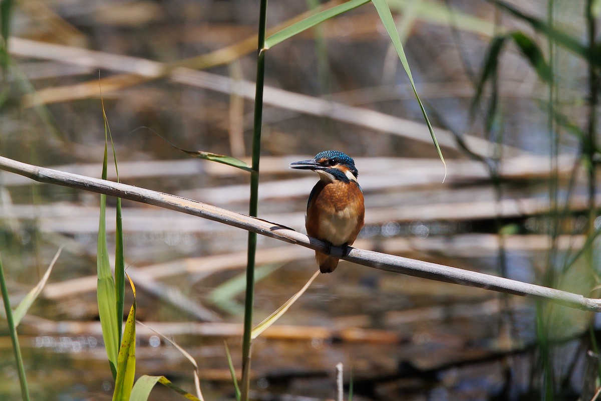 Common Kingfisher - Giorgi Natsvlishvili