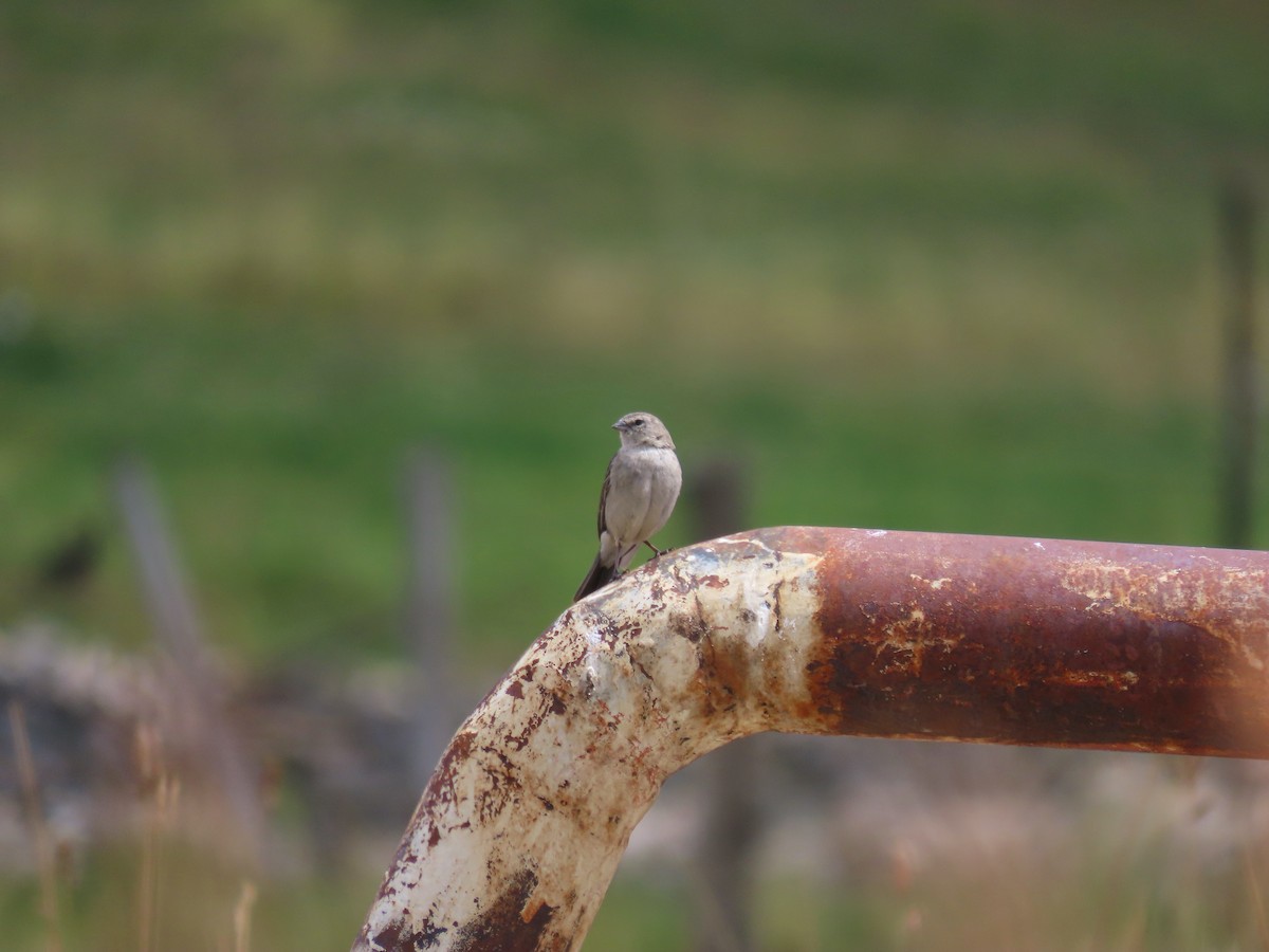 Ash-breasted Sierra Finch - ML619493346