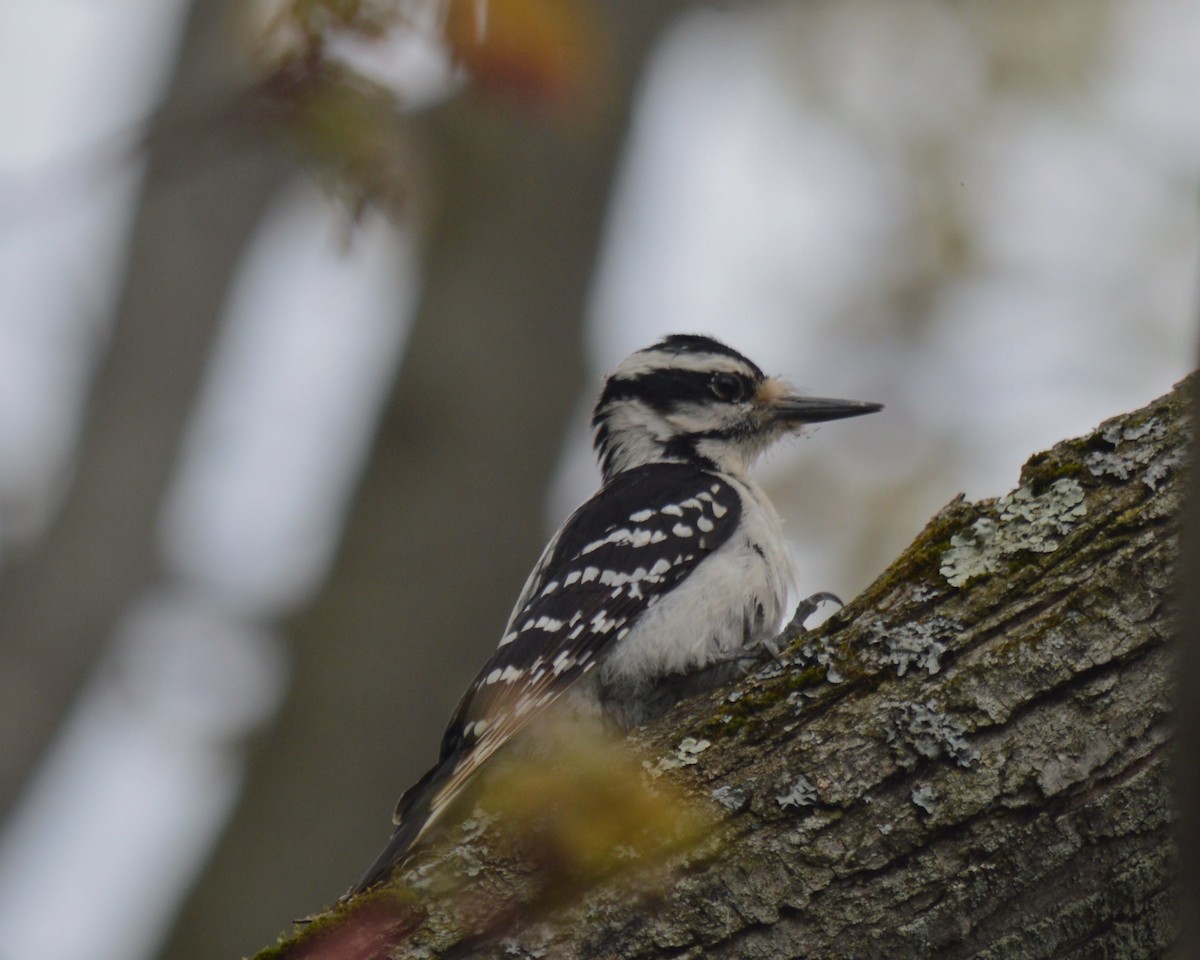 Hairy Woodpecker - ML619493350