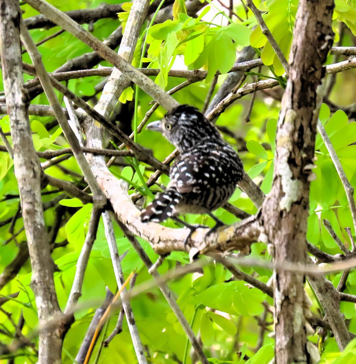 Barred Antshrike - John Kugler