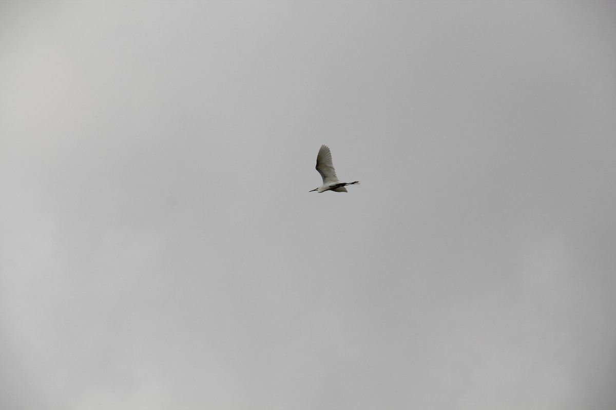 Western Cattle Egret - Texas Bird Family