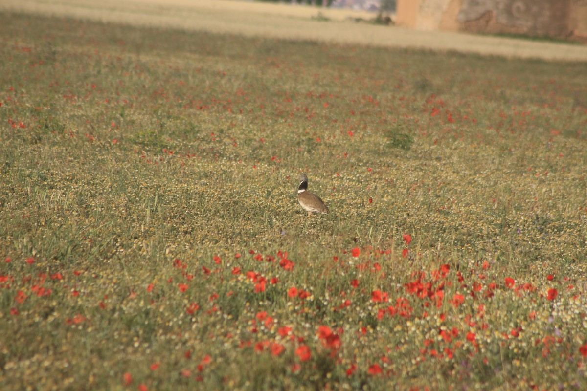 Little Bustard - ML619493357