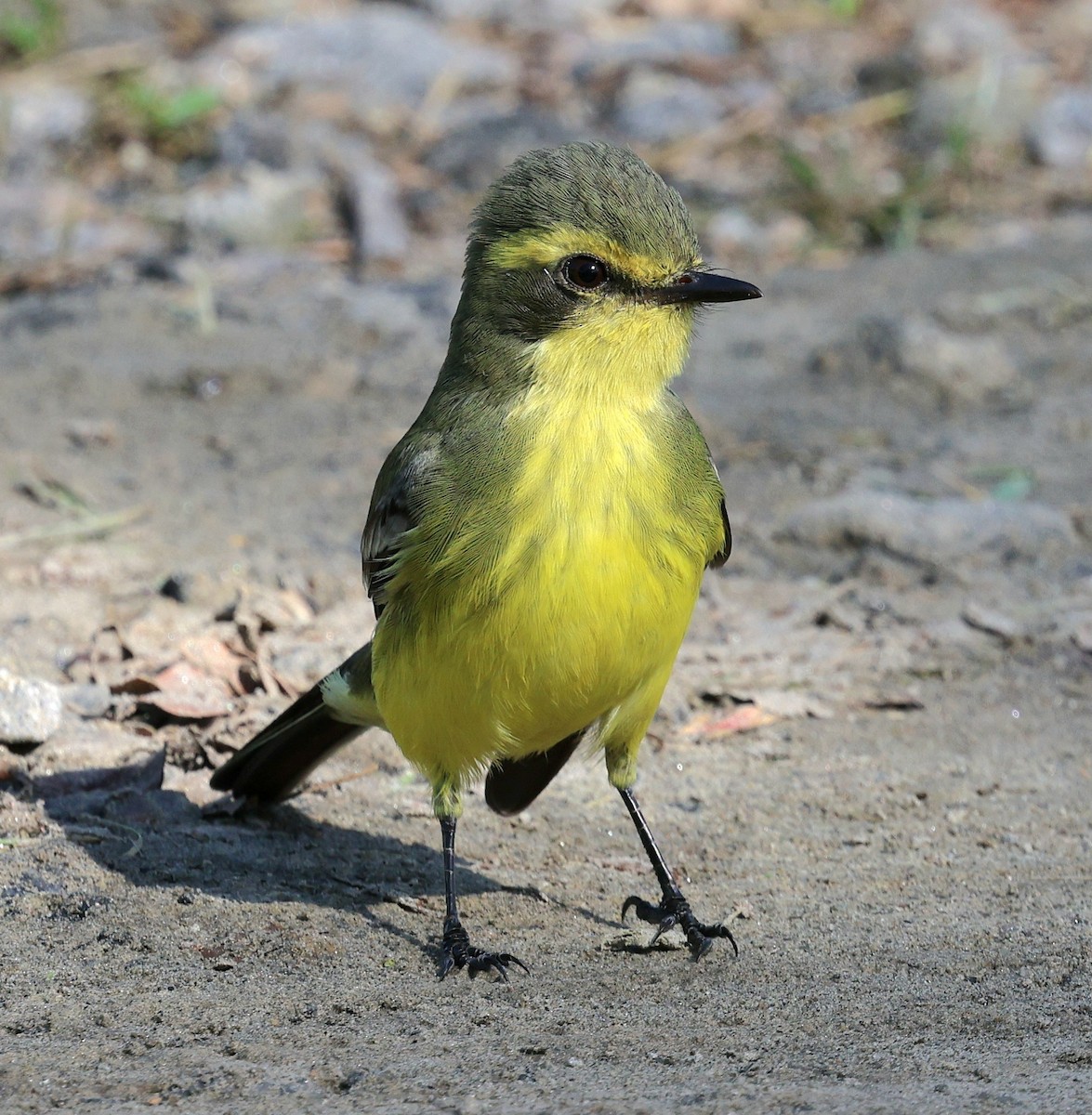 Yellow-browed Tyrant - Miguel Podas