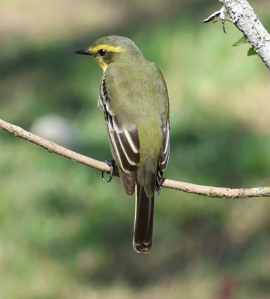 Yellow-browed Tyrant - Miguel Podas