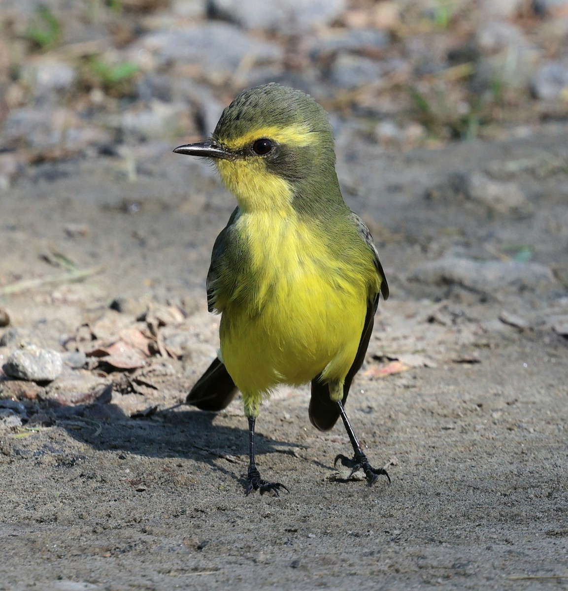 Yellow-browed Tyrant - Miguel Podas