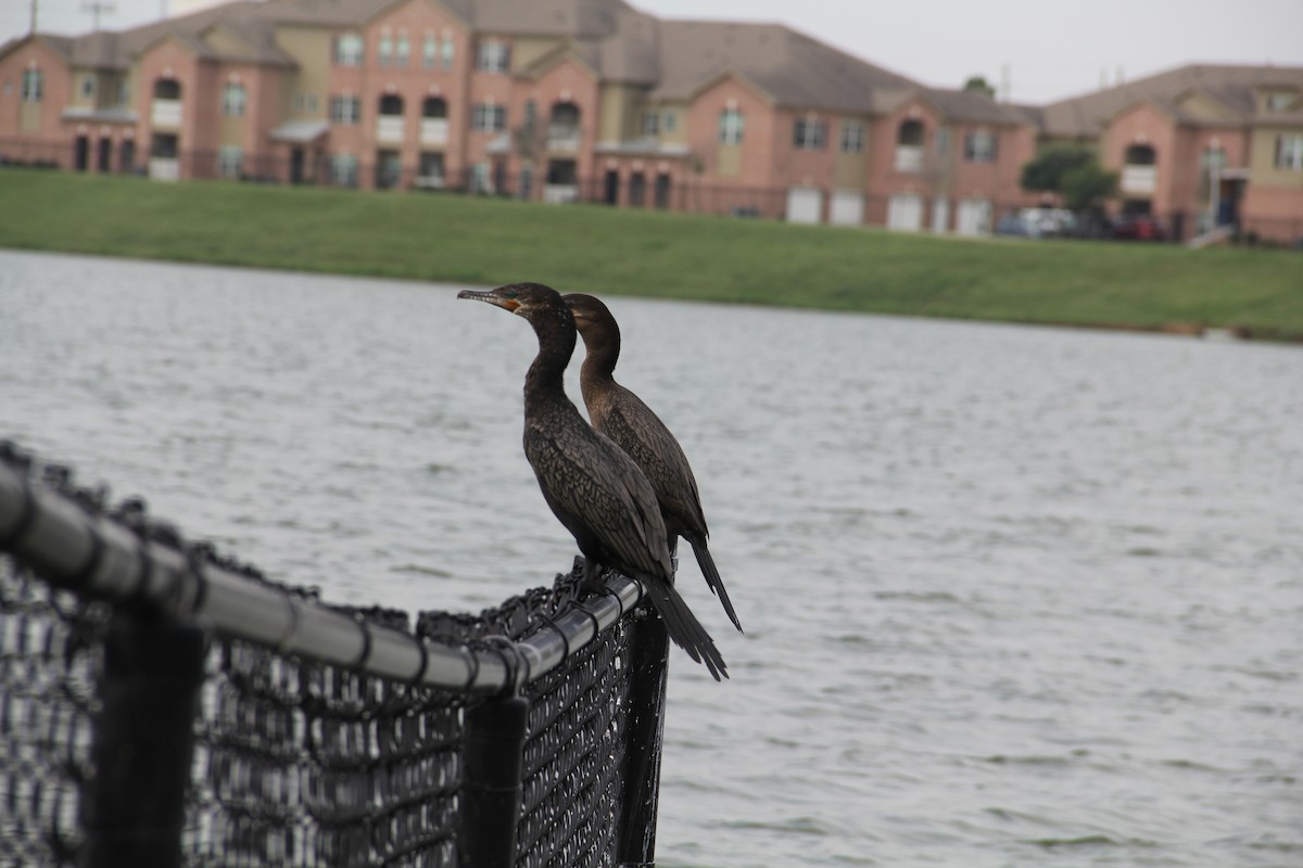 Neotropic Cormorant - Texas Bird Family