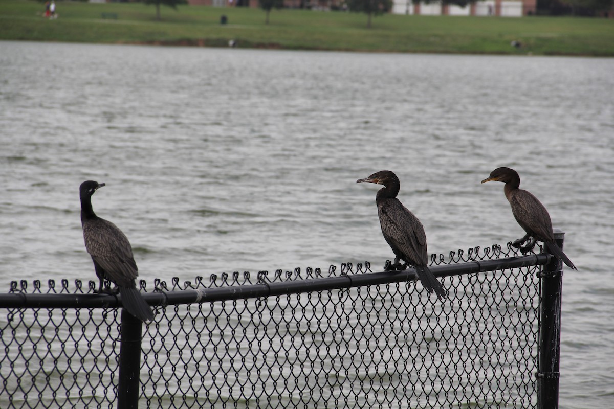 Neotropic Cormorant - Texas Bird Family