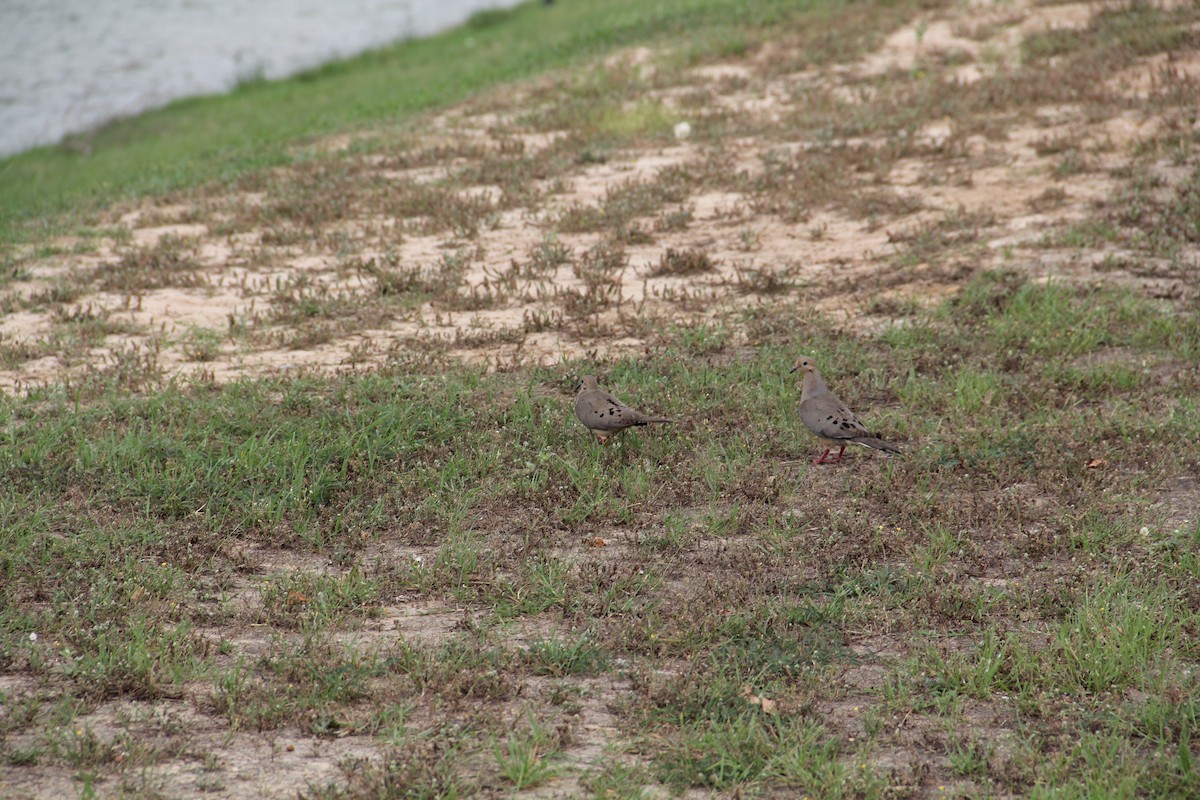 Mourning Dove - Texas Bird Family