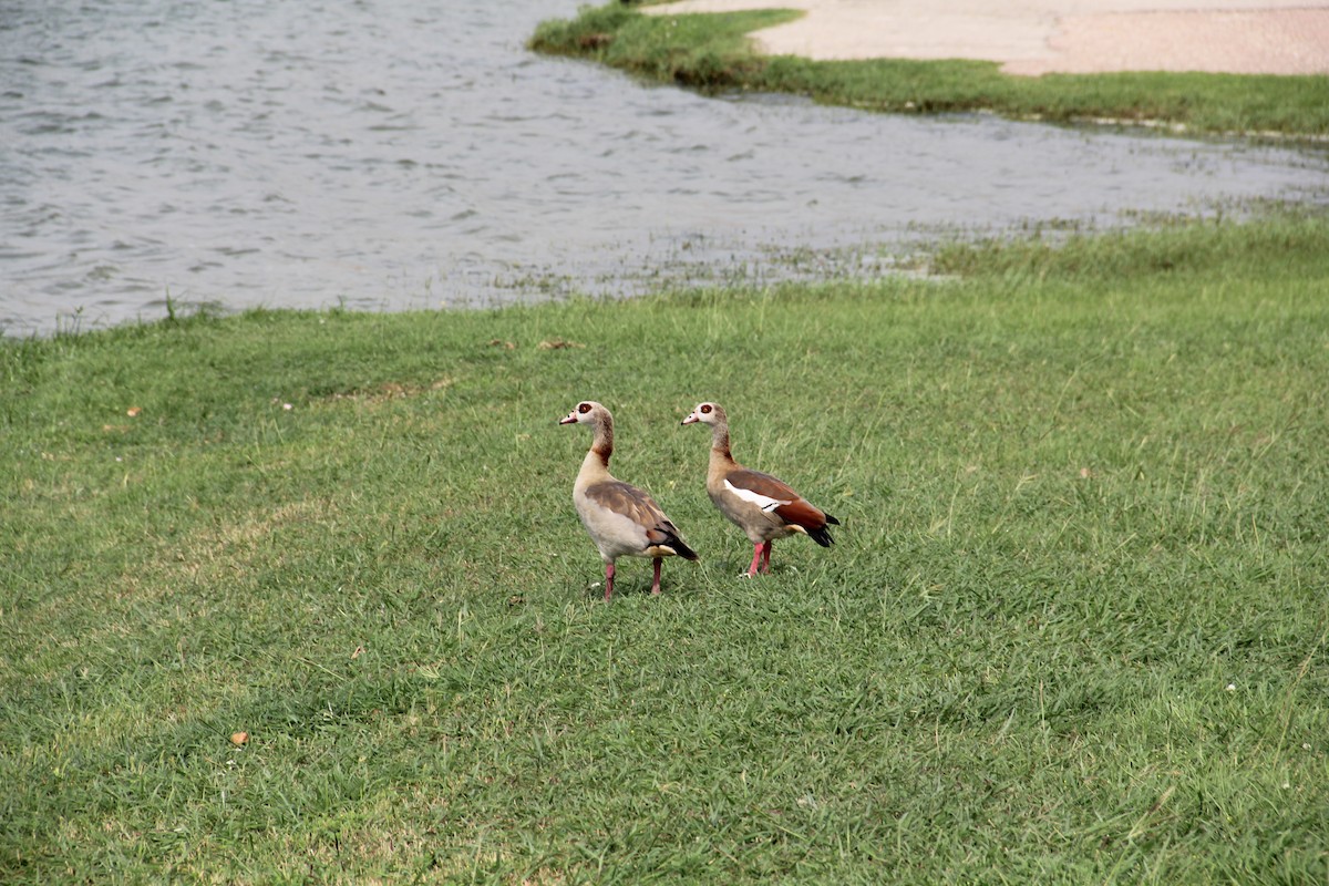 Egyptian Goose - Texas Bird Family