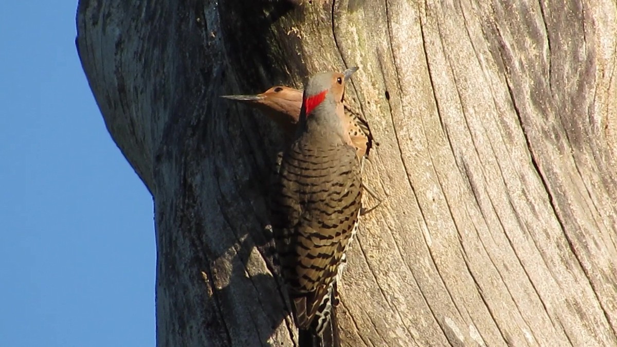 Northern Flicker (Yellow-shafted) - Fred Kachmarik