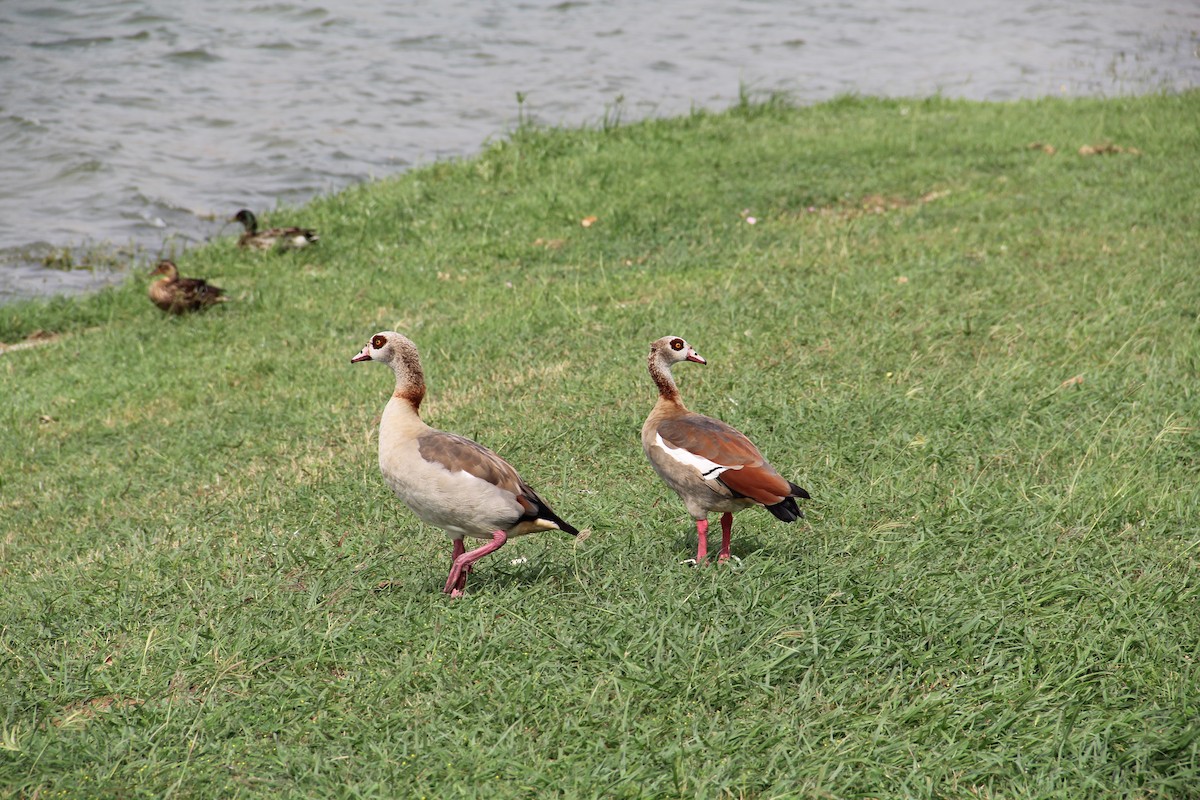 Egyptian Goose - Texas Bird Family