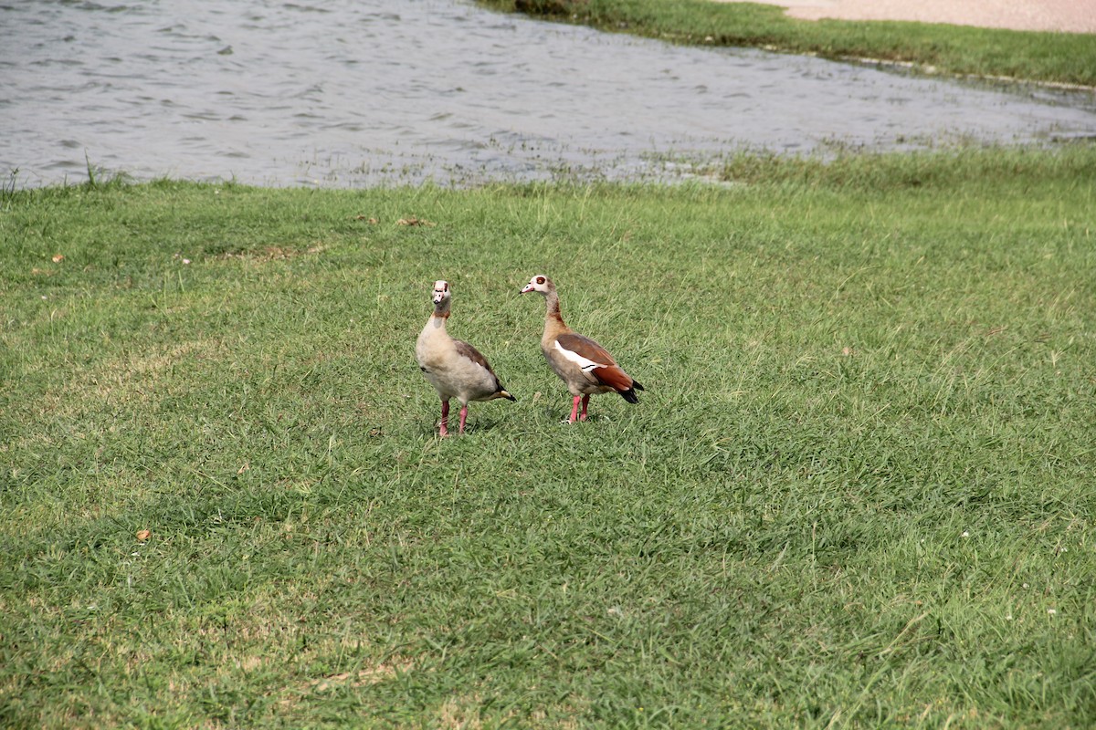 Egyptian Goose - Texas Bird Family