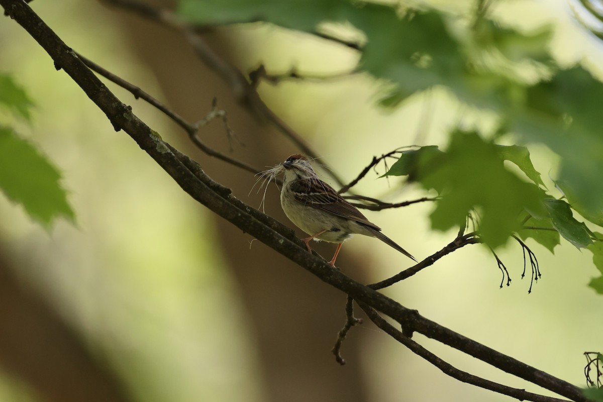 Chipping Sparrow - Redmond Brubaker