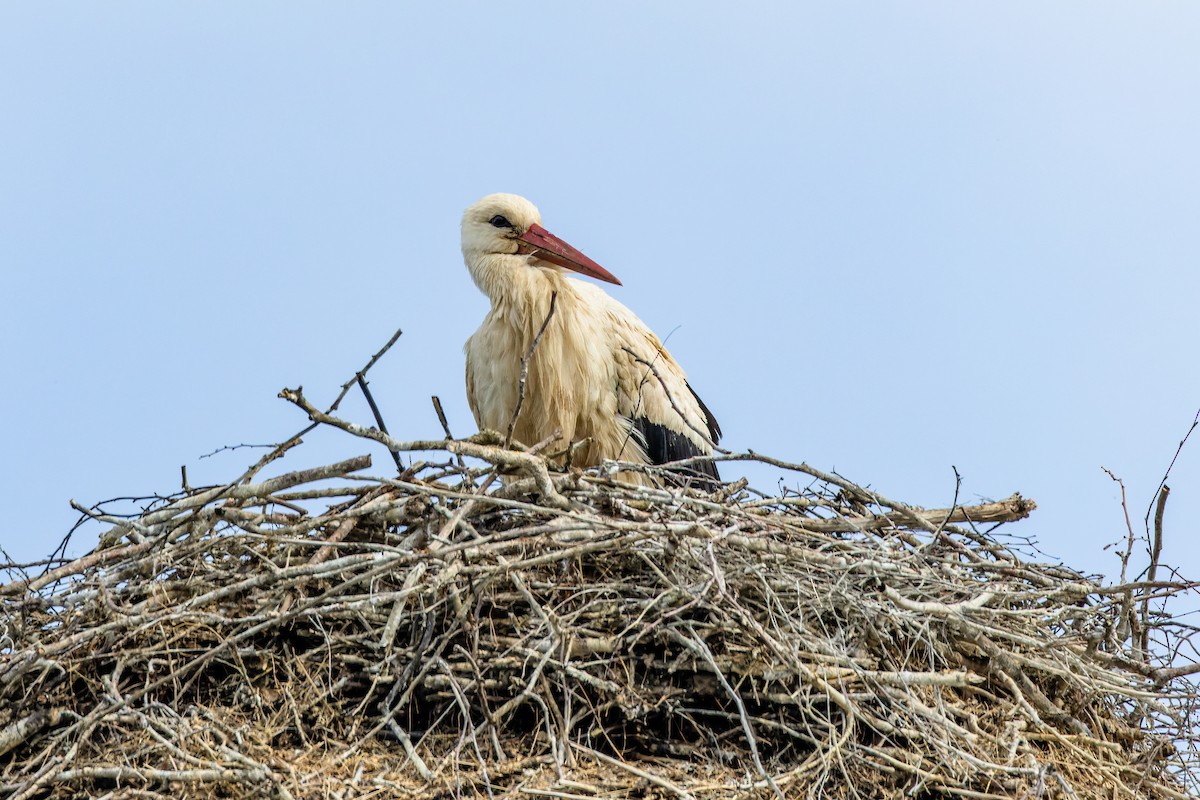 White Stork - Gabi Uhrova