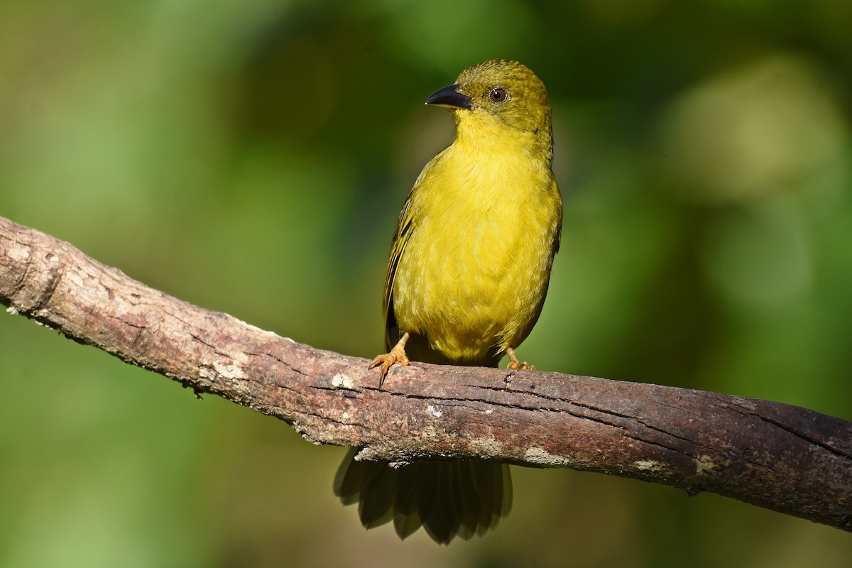 Olive-green Tanager - Guilherme  Willrich