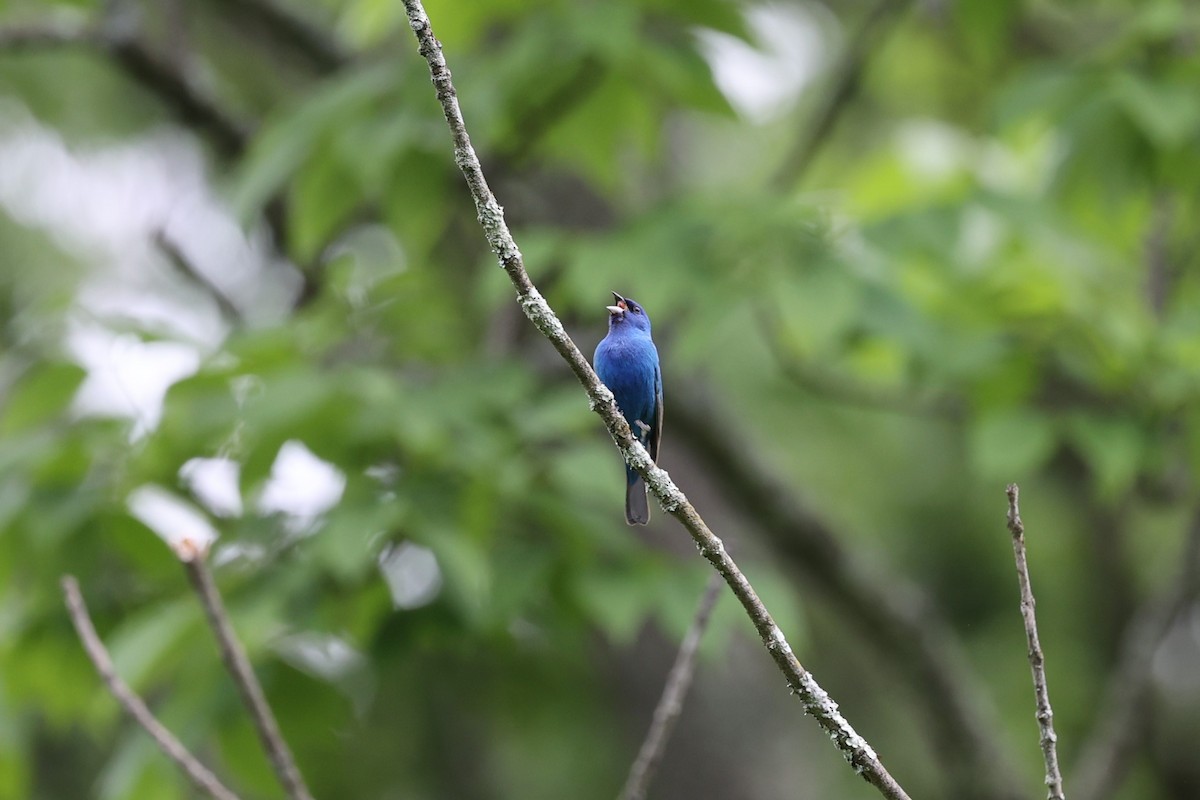 Indigo Bunting - Redmond Brubaker