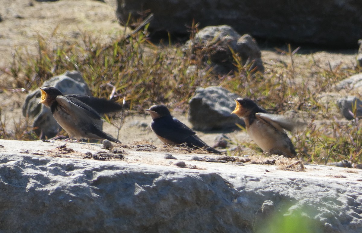 Barn Swallow - ML619493411