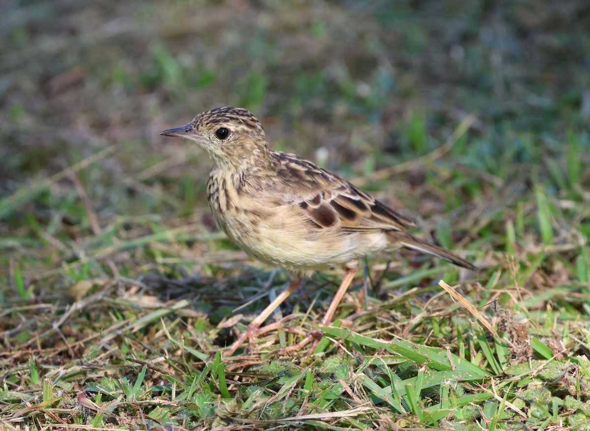 Yellowish Pipit - Miguel Podas