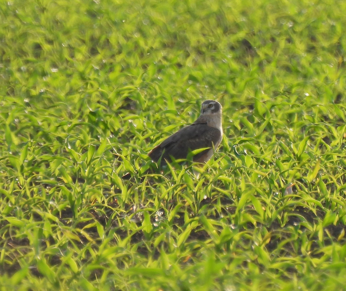 Pallid Harrier - Mike Vlasatý