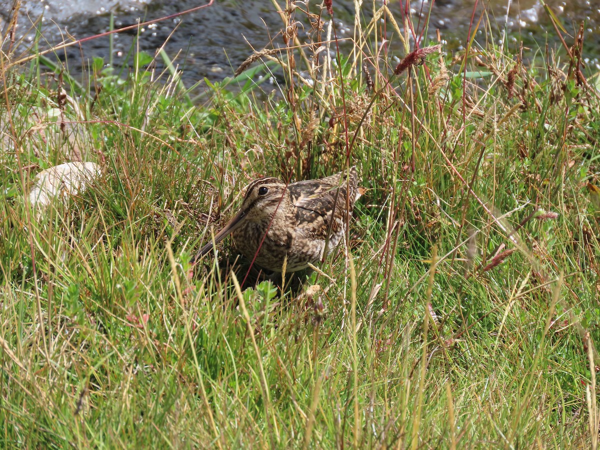 Puna Snipe - ML619493432