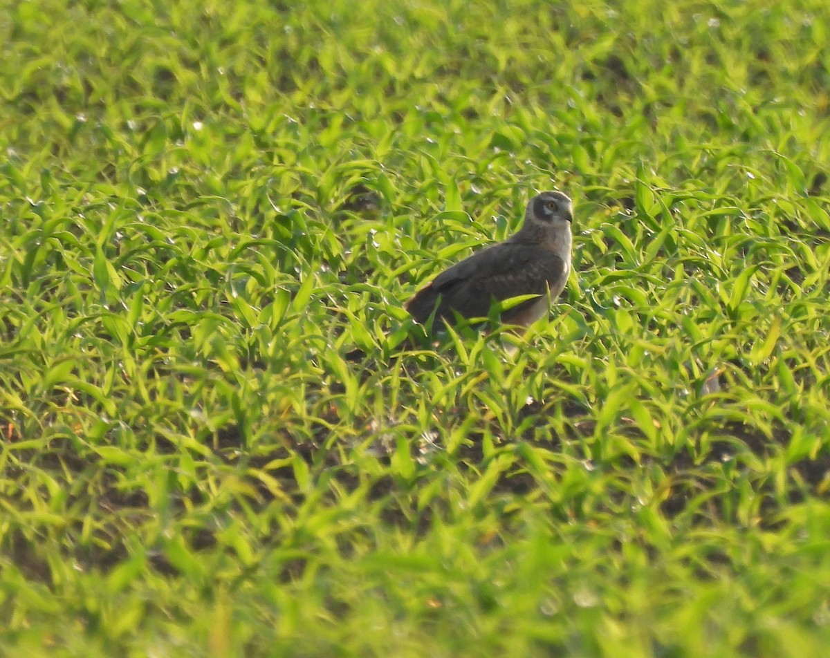 Pallid Harrier - Mike Vlasatý