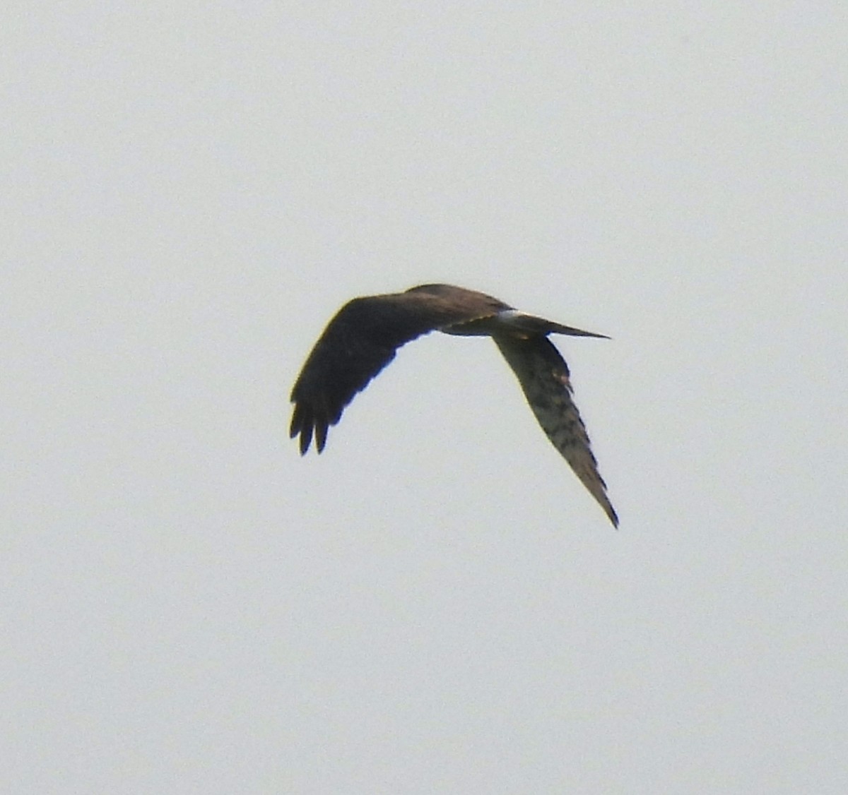 Pallid Harrier - Mike Vlasatý