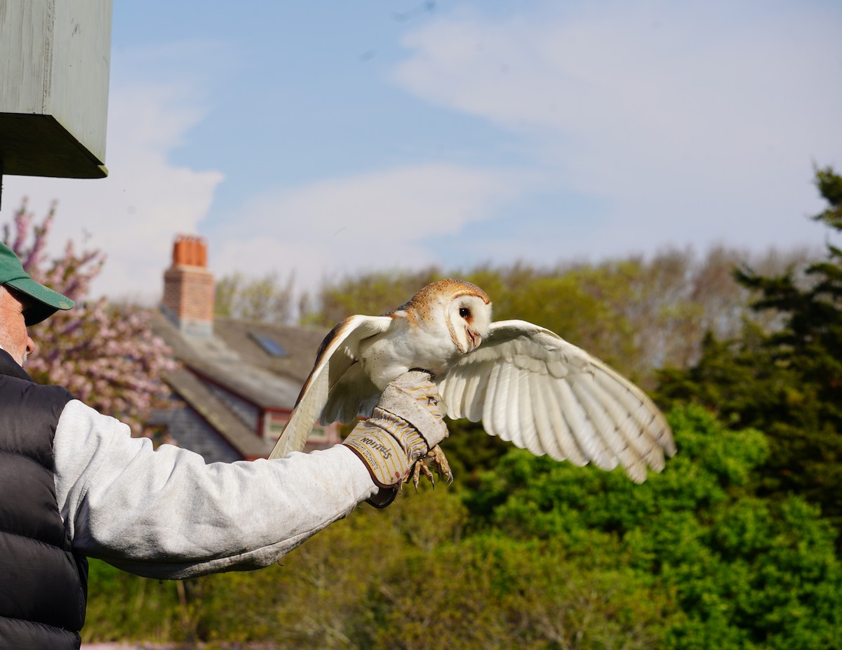 Barn Owl - ML619493444