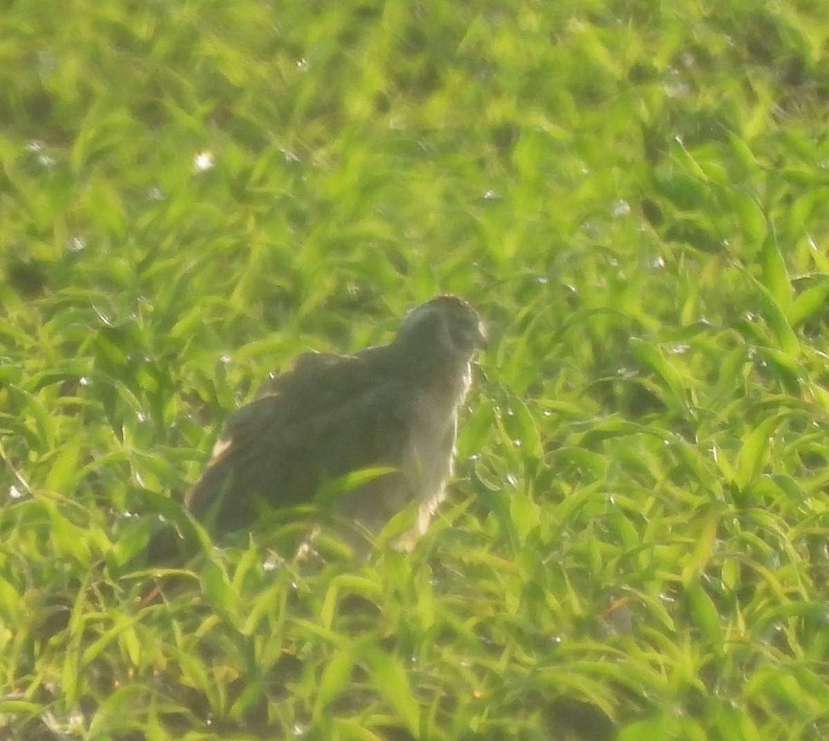 Pallid Harrier - ML619493448