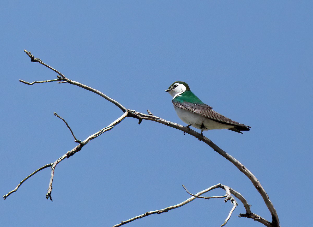 Violet-green Swallow - Machel Sandfort