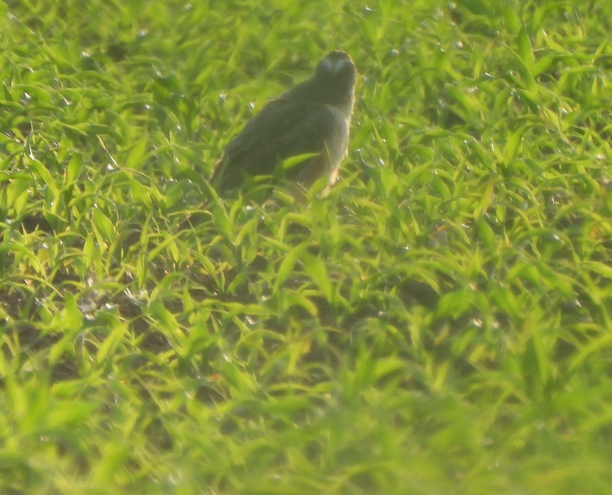 Pallid Harrier - ML619493451