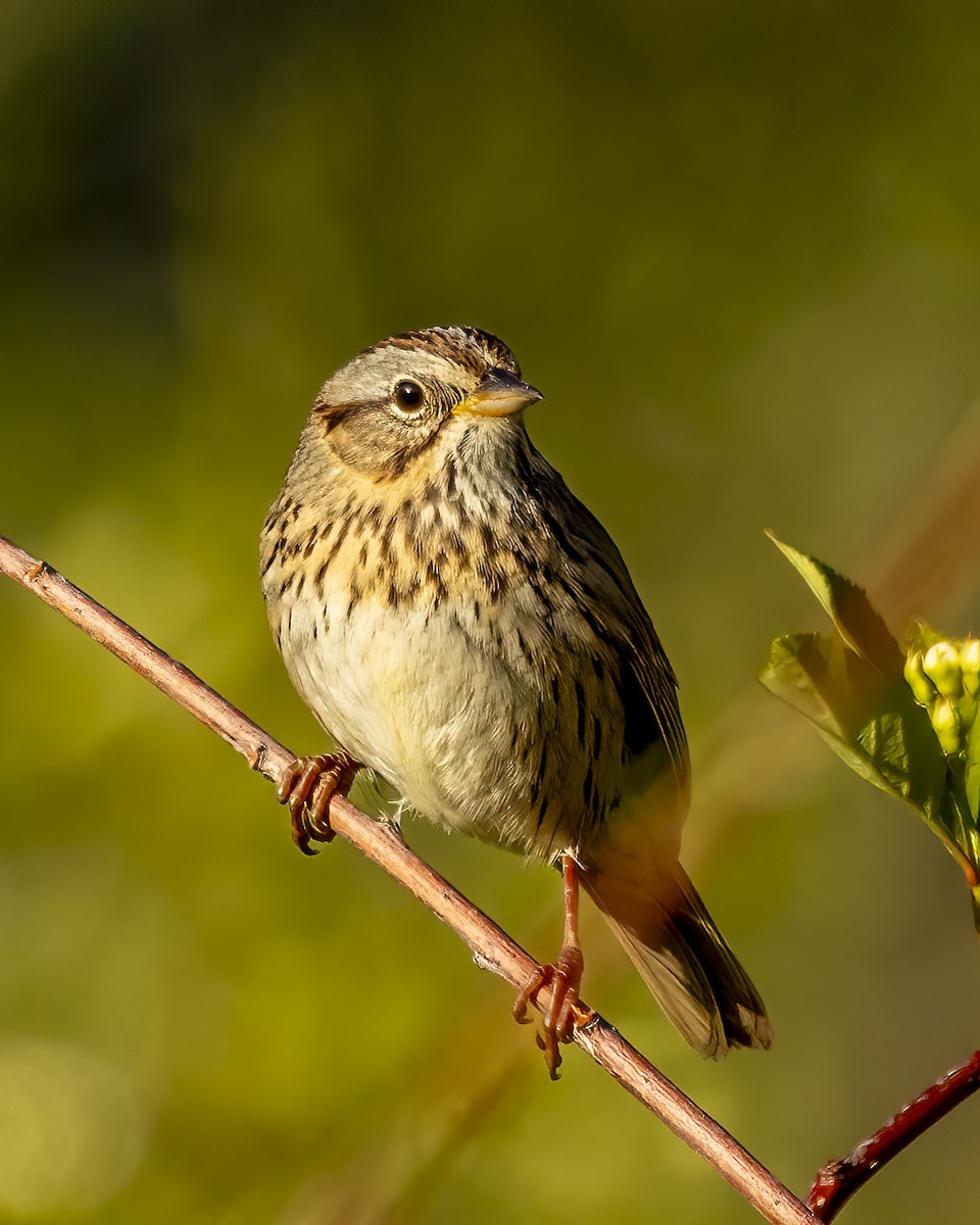 Lincoln's Sparrow - Kurt Hillman