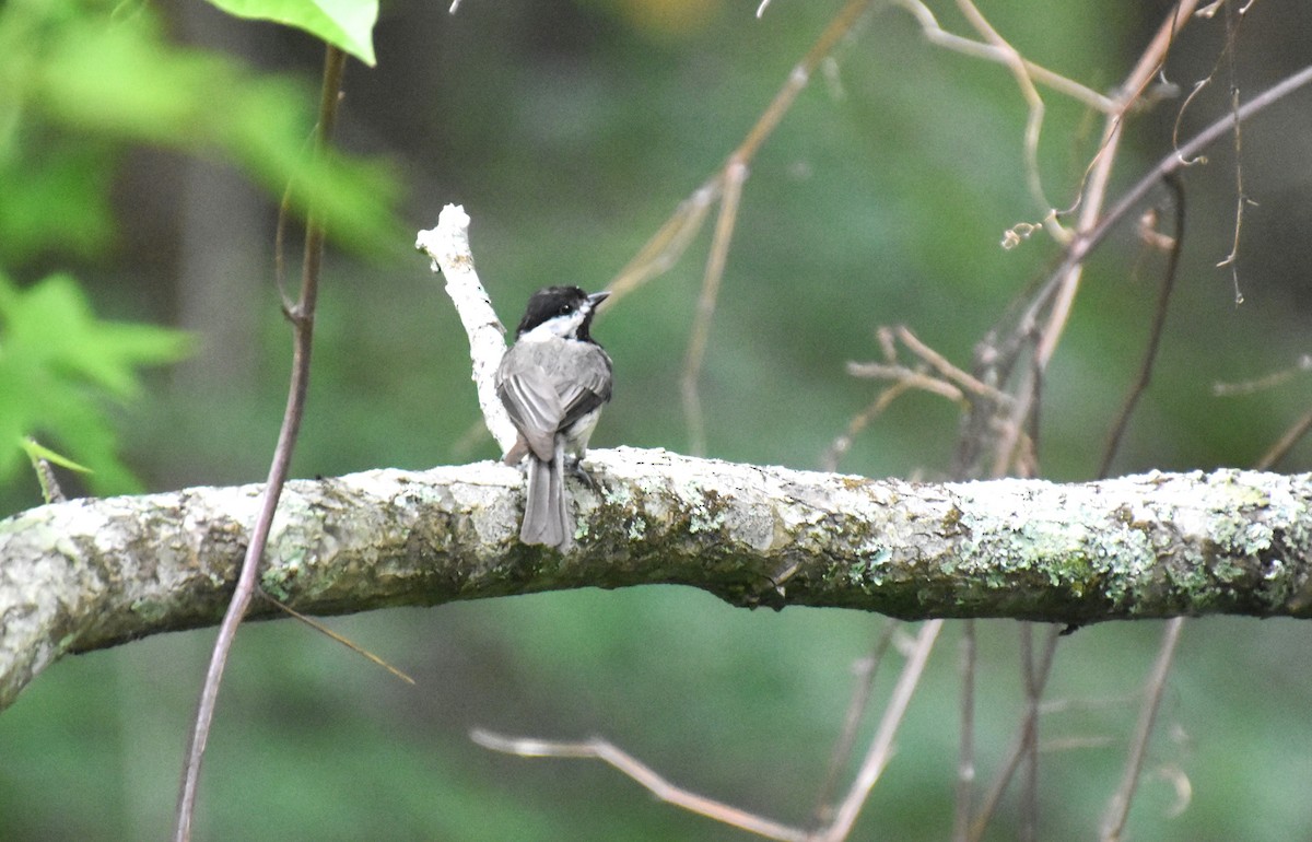 Carolina Chickadee - Duncan  Fraser