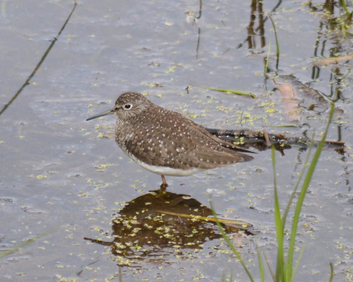 Solitary Sandpiper - ML619493463