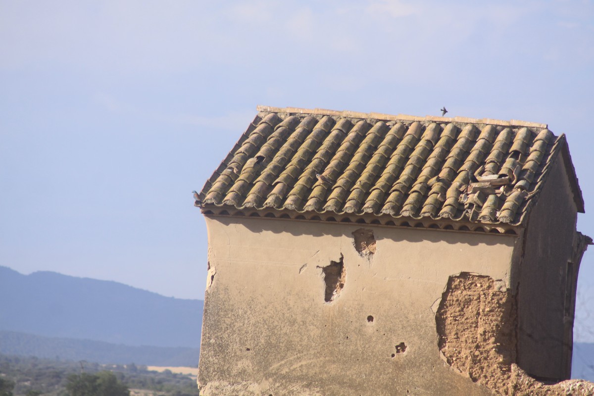 Lesser Kestrel - Arnau Pedrocchi