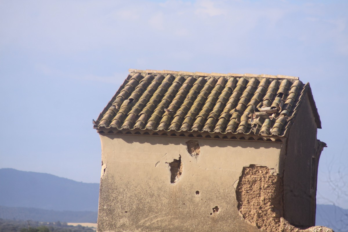 Lesser Kestrel - Arnau Pedrocchi