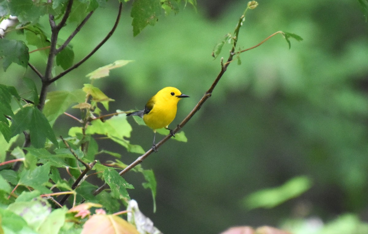 Prothonotary Warbler - Duncan  Fraser