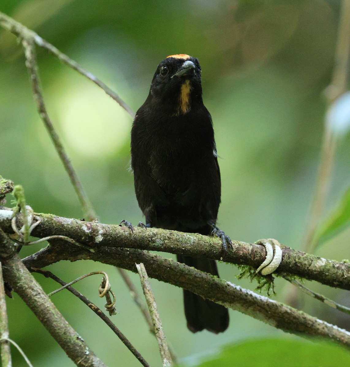 Flame-crested Tanager (Flame-crested) - Miguel Podas