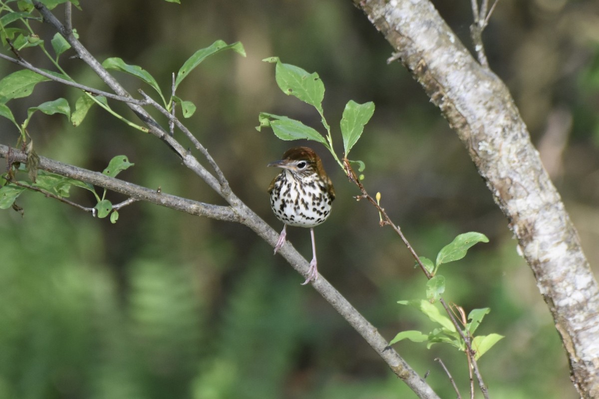 Wood Thrush - Amanda Davis