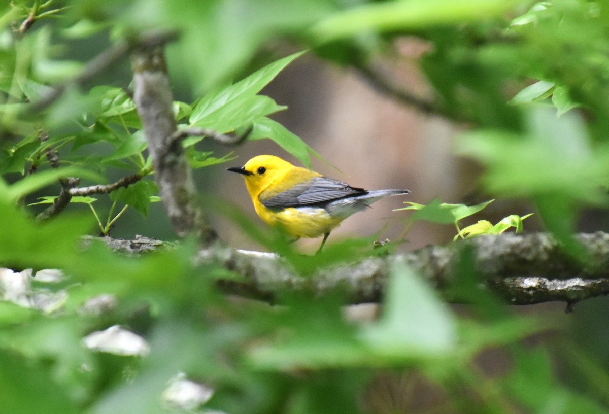 Prothonotary Warbler - Duncan  Fraser