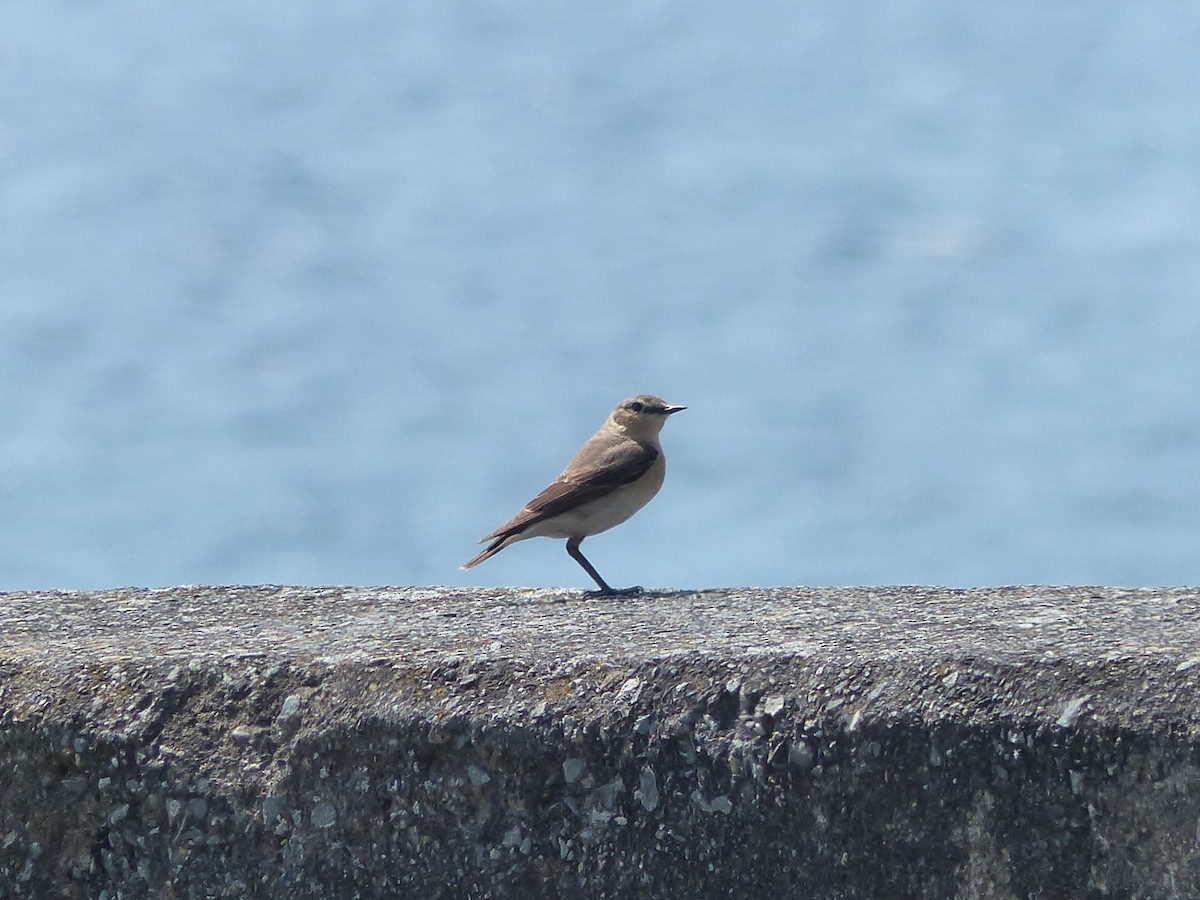Northern Wheatear - ML619493473