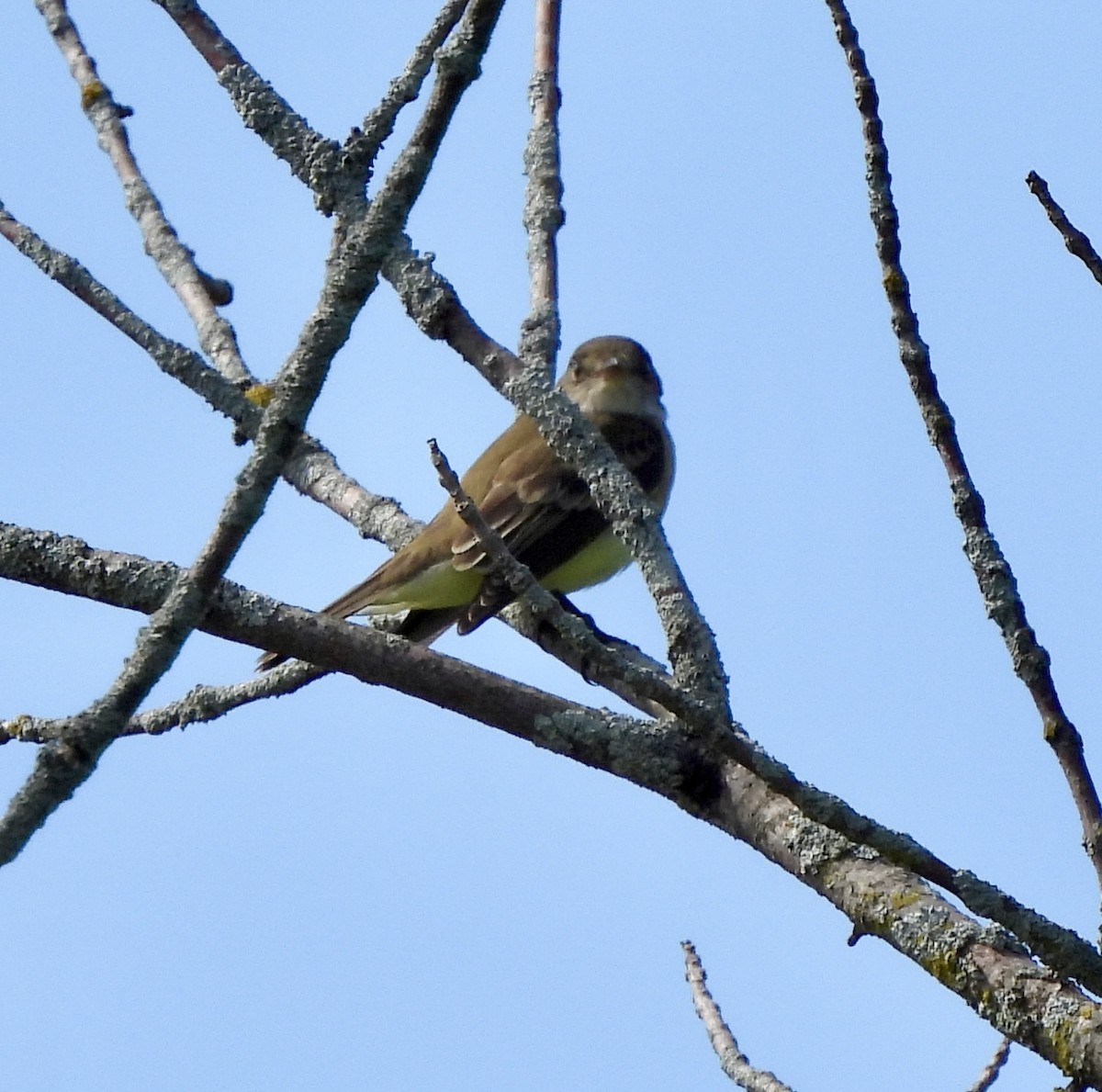 Alder/Willow Flycatcher (Traill's Flycatcher) - William McClellan