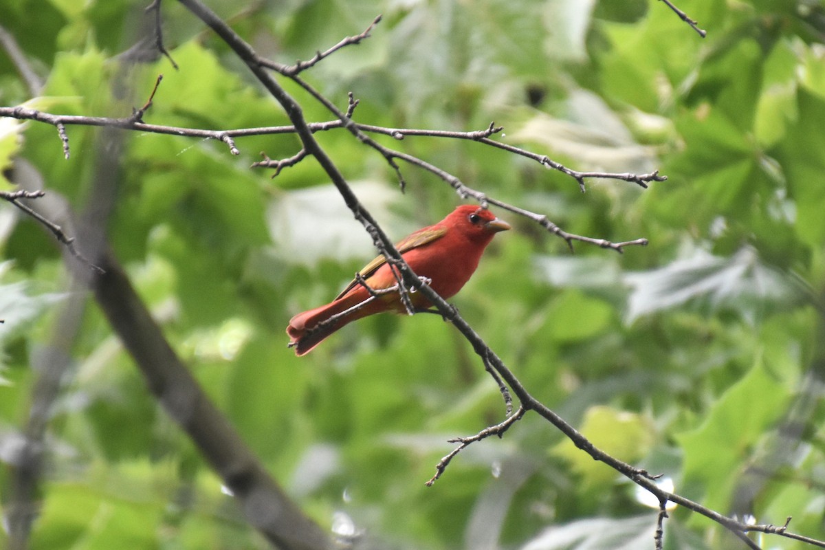 Summer Tanager - Duncan  Fraser