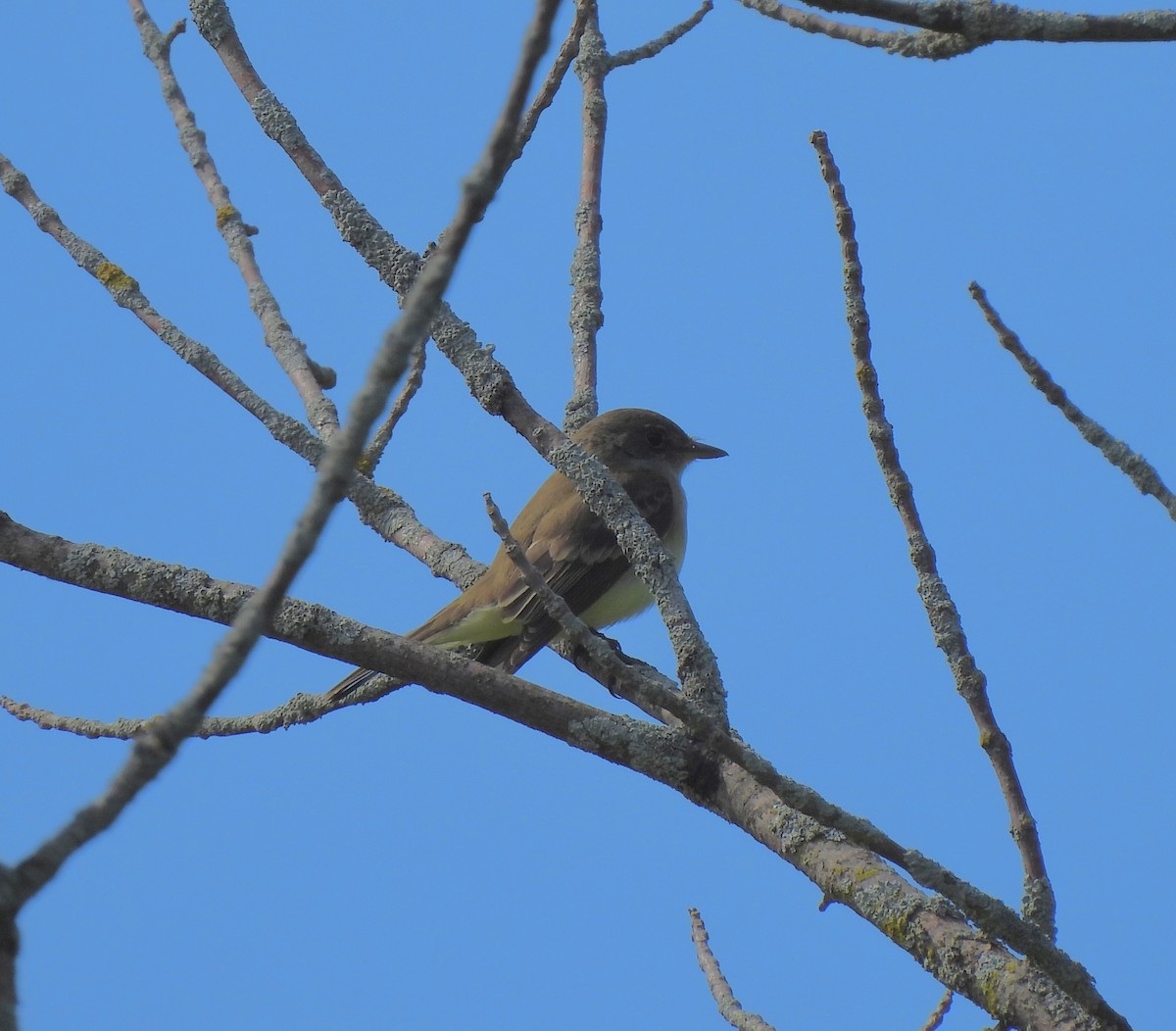 Alder/Willow Flycatcher (Traill's Flycatcher) - William McClellan