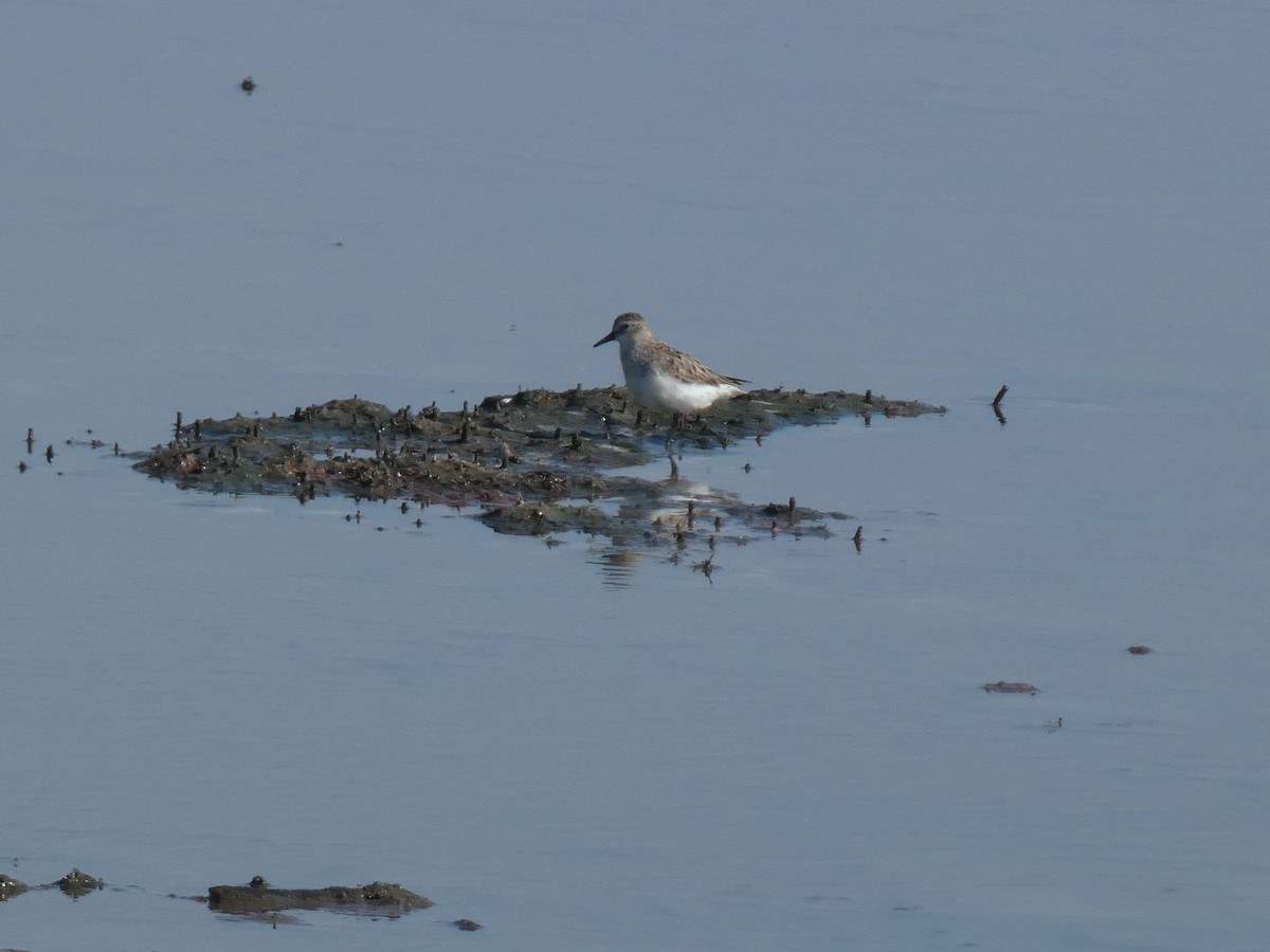 Semipalmated Sandpiper - Kathy Woolsey