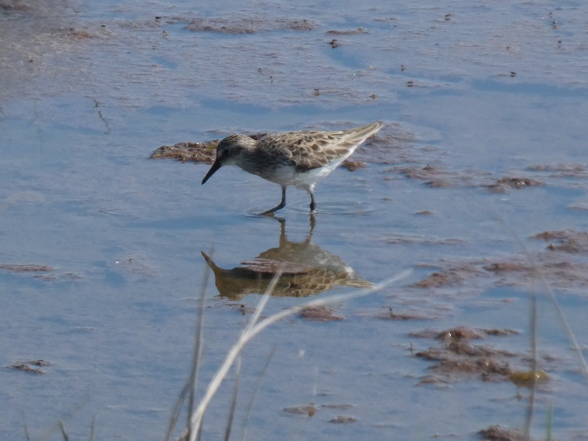 Semipalmated Sandpiper - Kathy Woolsey