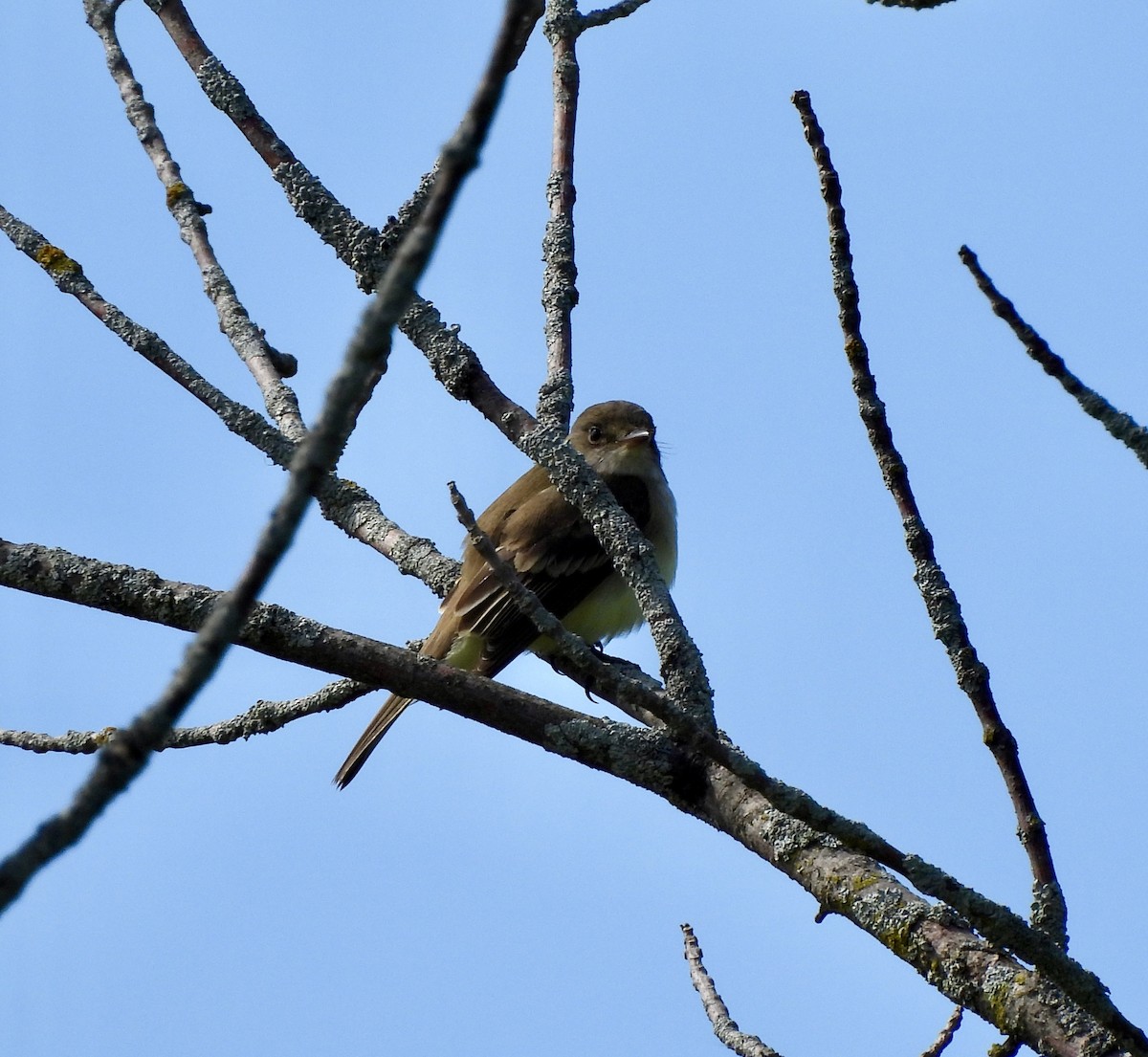 Alder/Willow Flycatcher (Traill's Flycatcher) - William McClellan